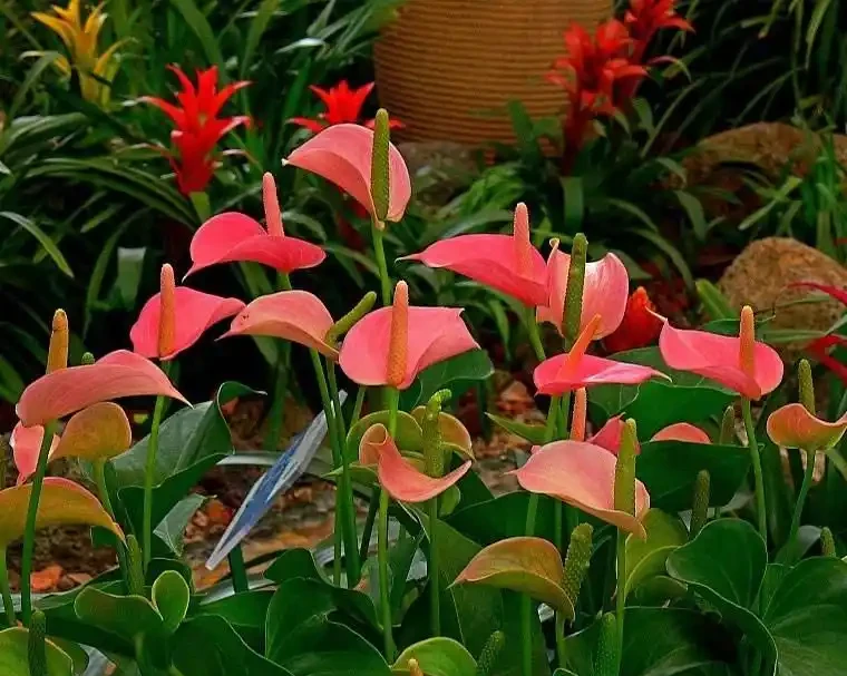 8種「勤奮花」,365天開花不斷,花量大又漂亮,堪稱永久花