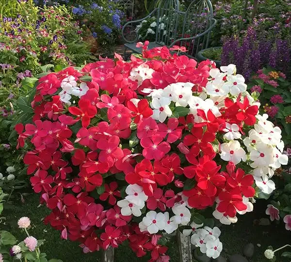 8種「勤奮花」，365天開花不斷，花量大又漂亮，堪稱永久花