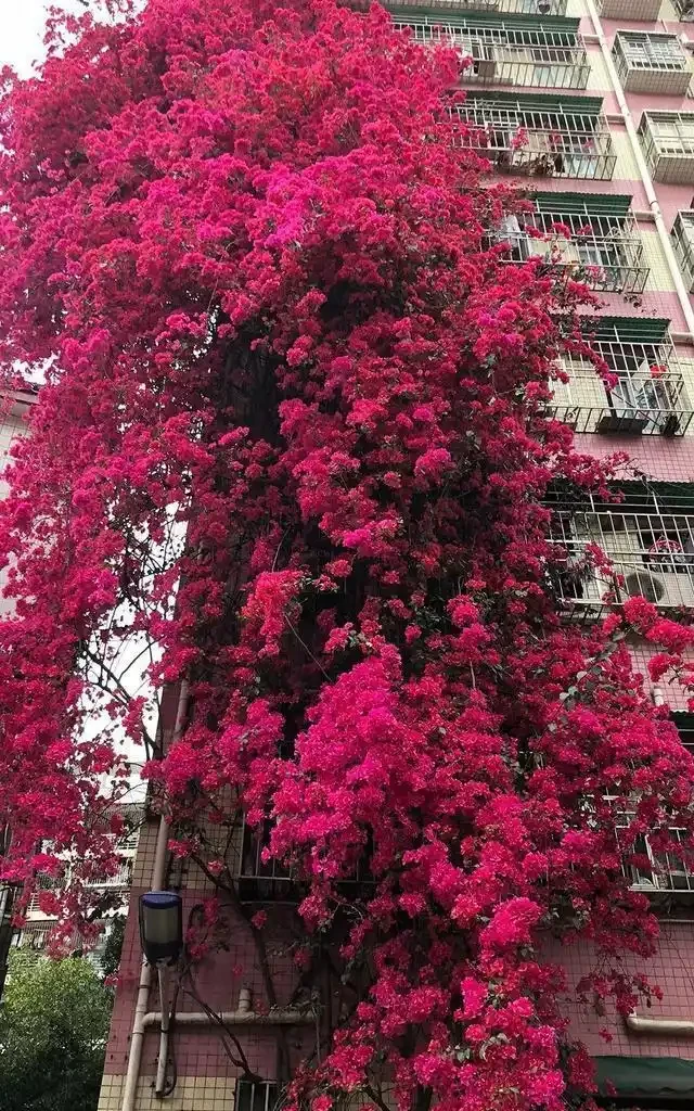 8種「勤奮花」,365天開花不斷,花量大又漂亮,堪稱永久花
