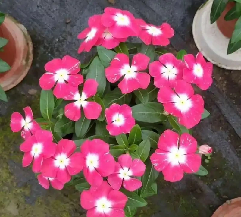 8種「勤奮花」,365天開花不斷,花量大又漂亮,堪稱永久花