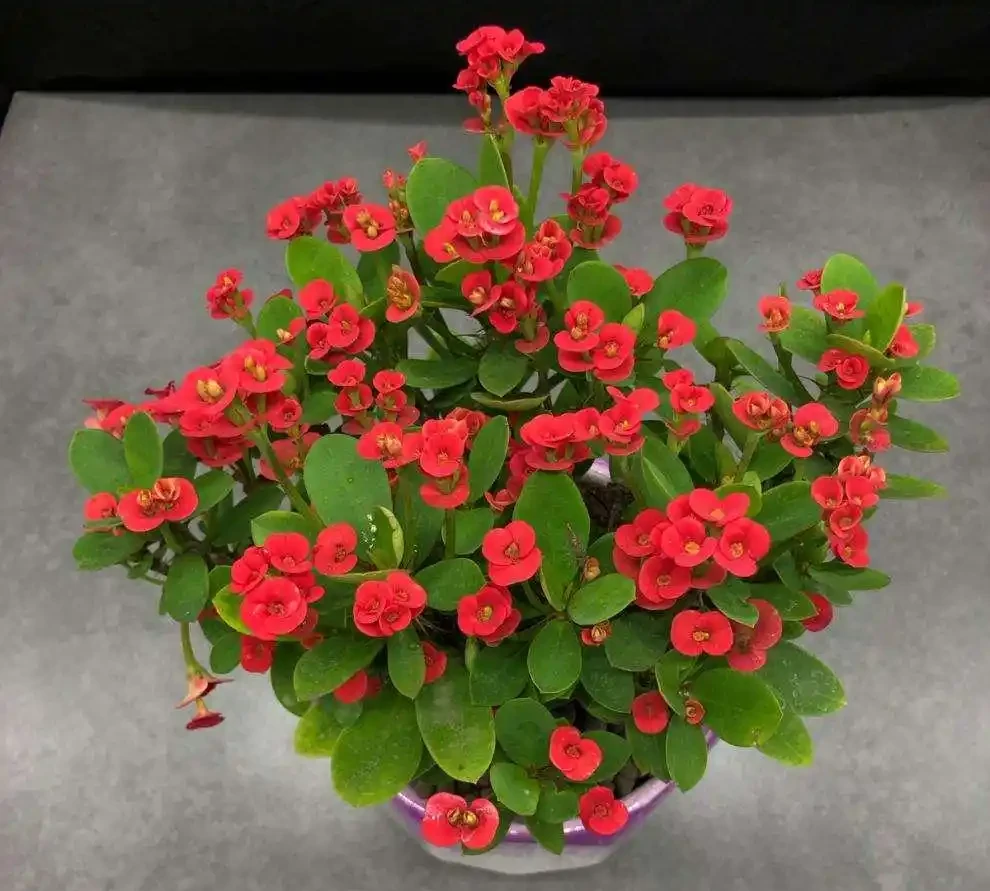 8種「勤奮花」,365天開花不斷,花量大又漂亮,堪稱永久花