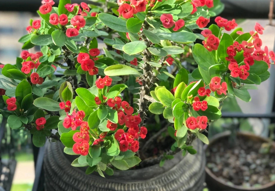8種「勤奮花」,365天開花不斷,花量大又漂亮,堪稱永久花