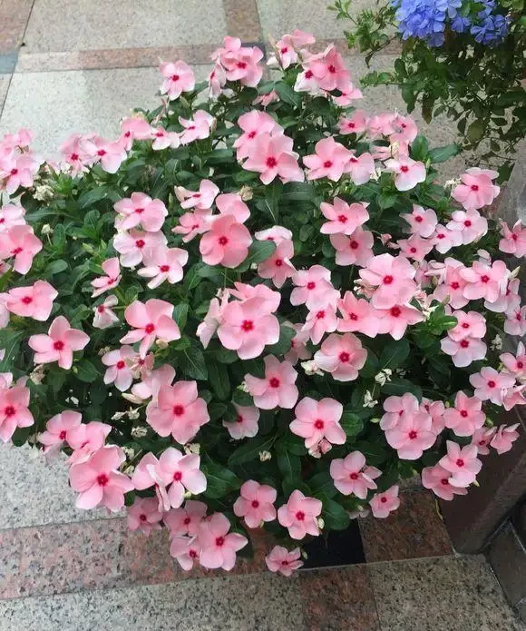 8種「勤奮花」,365天開花不斷,花量大又漂亮,堪稱永久花