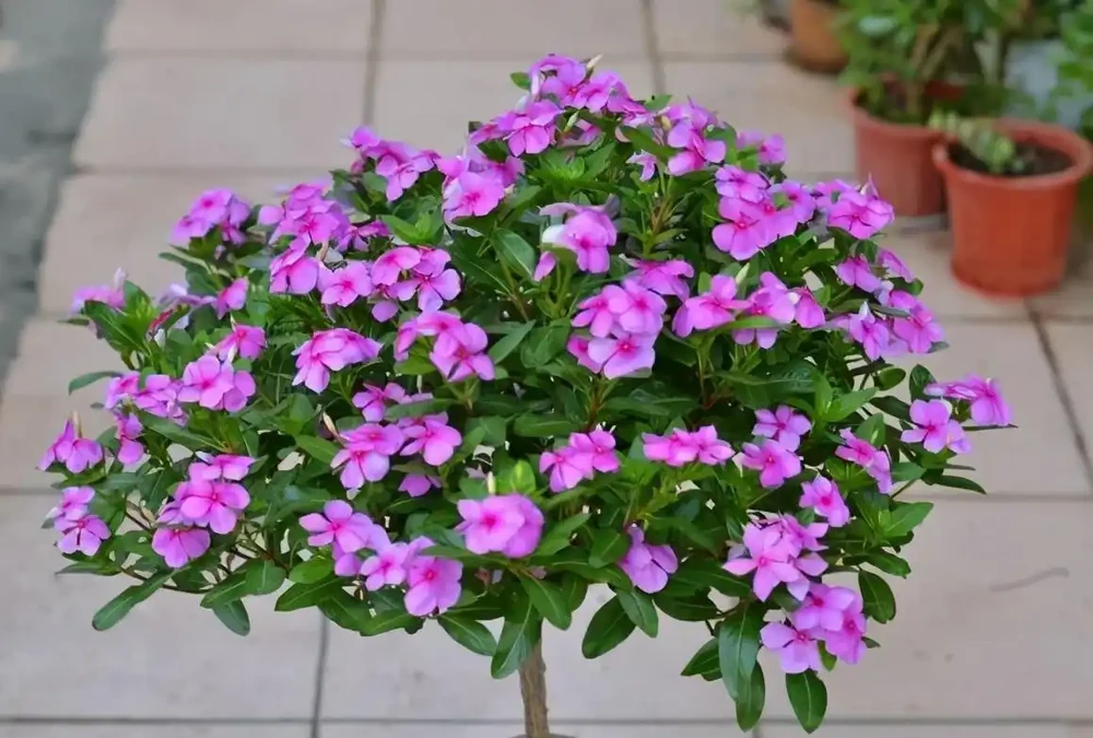 8種「勤奮花」,365天開花不斷,花量大又漂亮,堪稱永久花