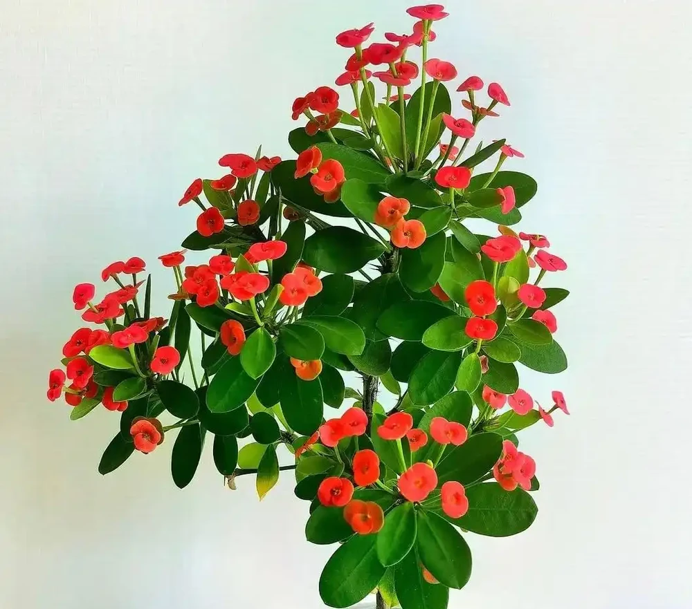 8種「勤奮花」,365天開花不斷,花量大又漂亮,堪稱永久花
