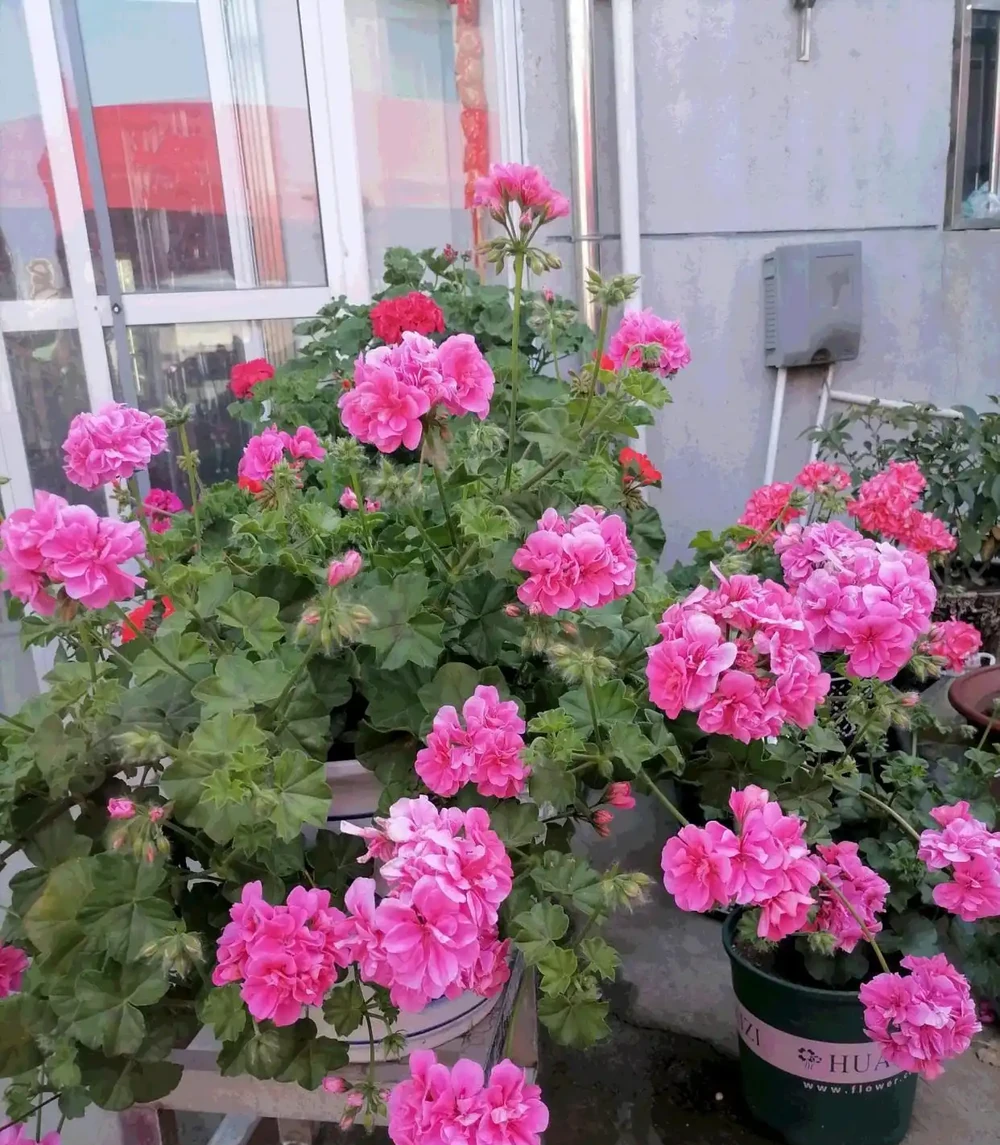 8種「勤奮花」,365天開花不斷,花量大又漂亮,堪稱永久花