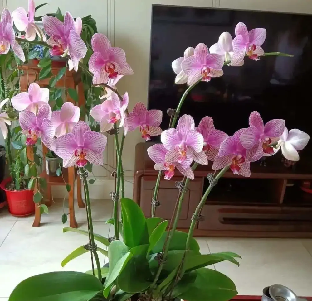 8種「勤奮花」,365天開花不斷,花量大又漂亮,堪稱永久花