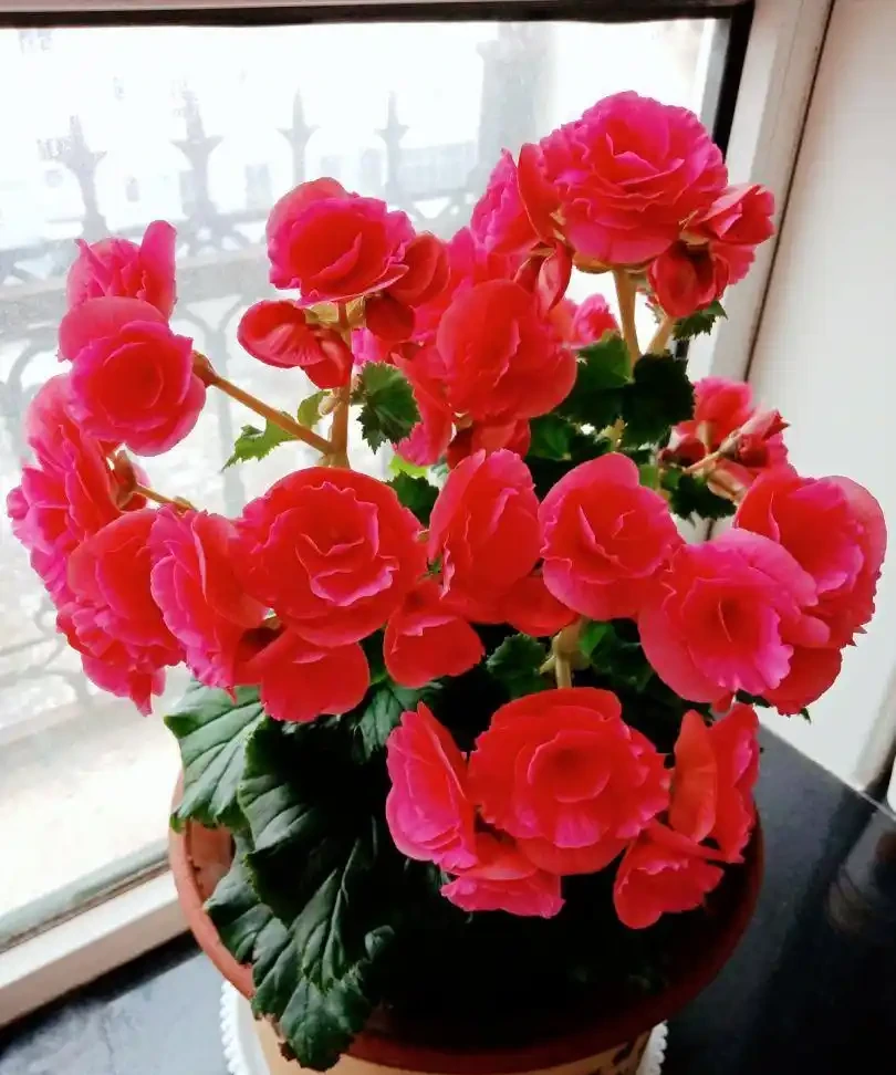 8種「勤奮花」,365天開花不斷,花量大又漂亮,堪稱永久花