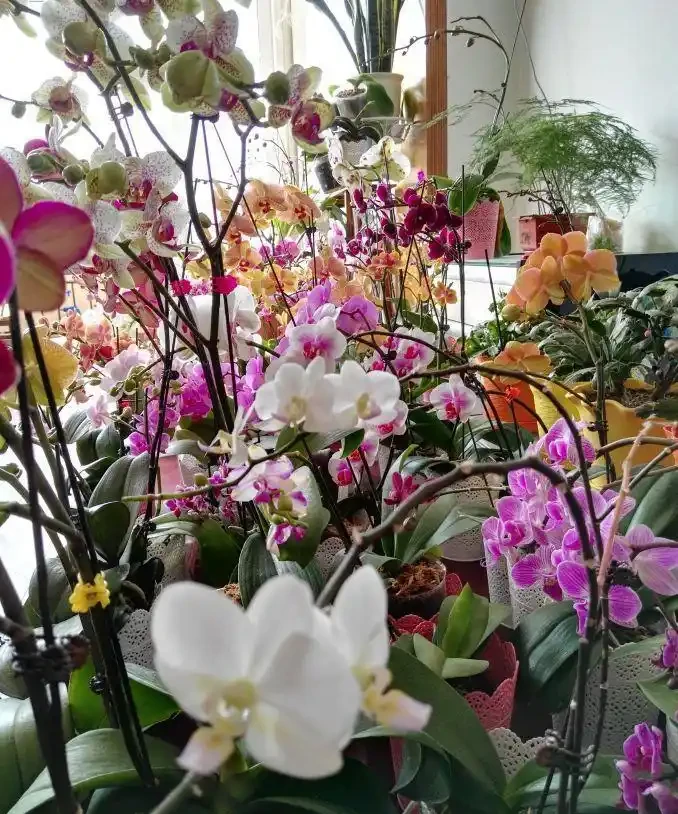 8種「勤奮花」,365天開花不斷,花量大又漂亮,堪稱永久花