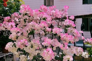 8種「勤奮花」，365天開花不斷，花量大又漂亮，堪稱永久花