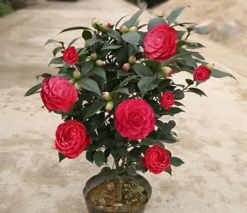 茶花為什麼花蕾沒開就枯萎了?做好這5點管理,年年花開滿枝