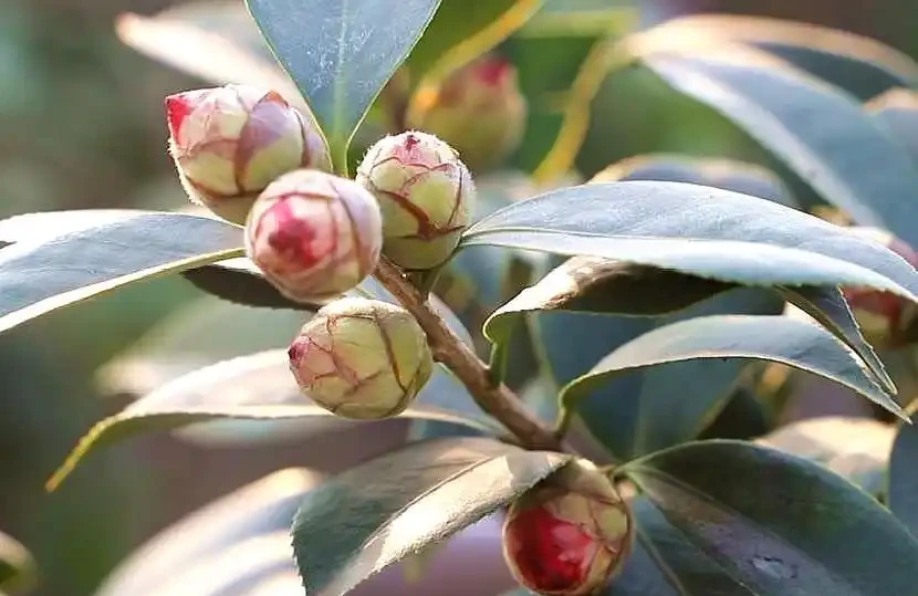 茶花為什麼花蕾沒開就枯萎了?做好這5點管理,年年花開滿枝