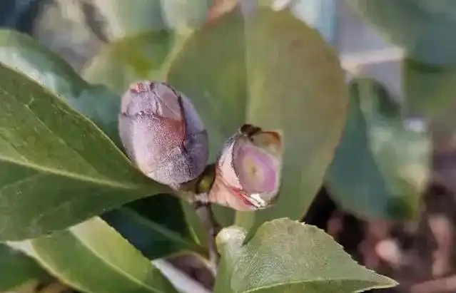 茶花為什麼花蕾沒開就枯萎了?做好這5點管理,年年花開滿枝