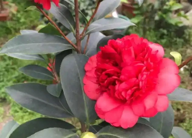 茶花為什麼花蕾沒開就枯萎了?做好這5點管理,年年花開滿枝