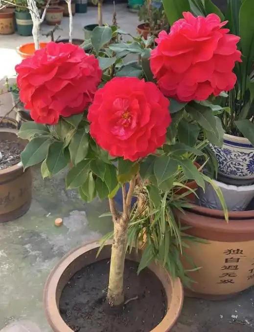茶花為什麼花蕾沒開就枯萎了?做好這5點管理,年年花開滿枝