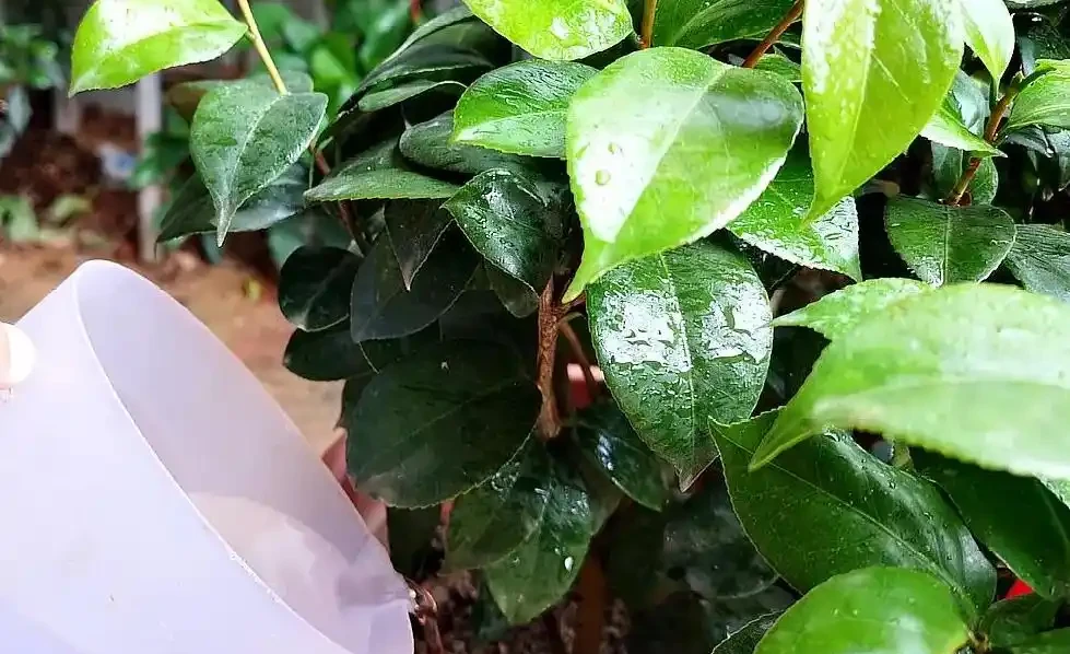 茶花為什麼花蕾沒開就枯萎了?做好這5點管理,年年花開滿枝
