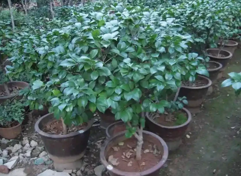 茶花為什麼花蕾沒開就枯萎了?做好這5點管理,年年花開滿枝