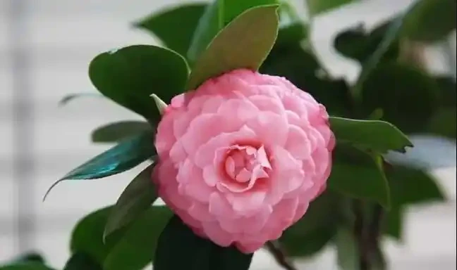 茶花為什麼花蕾沒開就枯萎了?做好這5點管理,年年花開滿枝