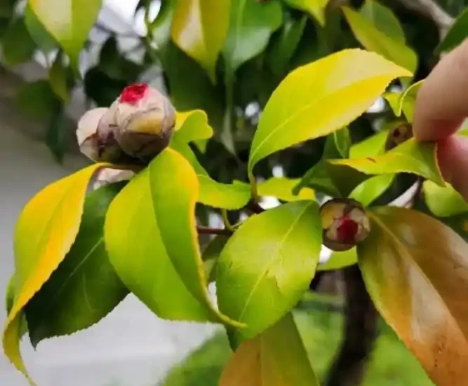 茶花為什麼花蕾沒開就枯萎了?做好這5點管理,年年花開滿枝