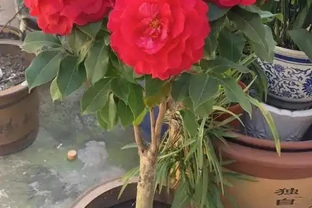 茶花為什麼花蕾沒開就枯萎了？做好這5點管理，年年花開滿枝