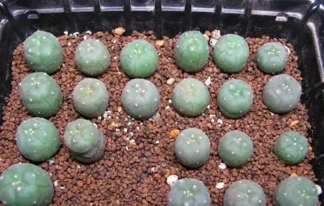 仙人掌球的繁殖方法:一共有3種,「最高」和「最快」你選哪個?