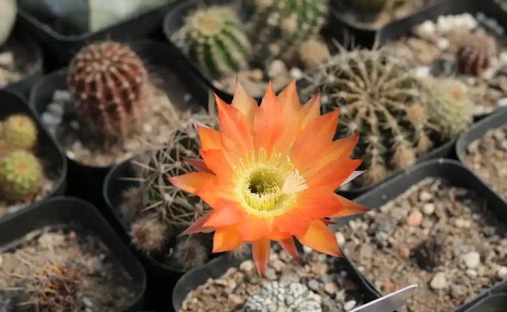 仙人掌球的繁殖方法:一共有3種,「最高」和「最快」你選哪個?