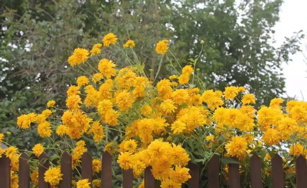 7種適合種在庭院的開花植物,皮實耐養,夏秋季節花朵開得特別多