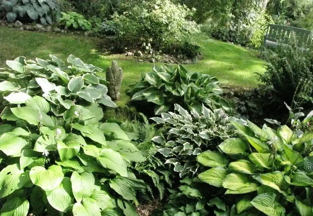 7種適合種在庭院的開花植物,皮實耐養,夏秋季節花朵開得特別多