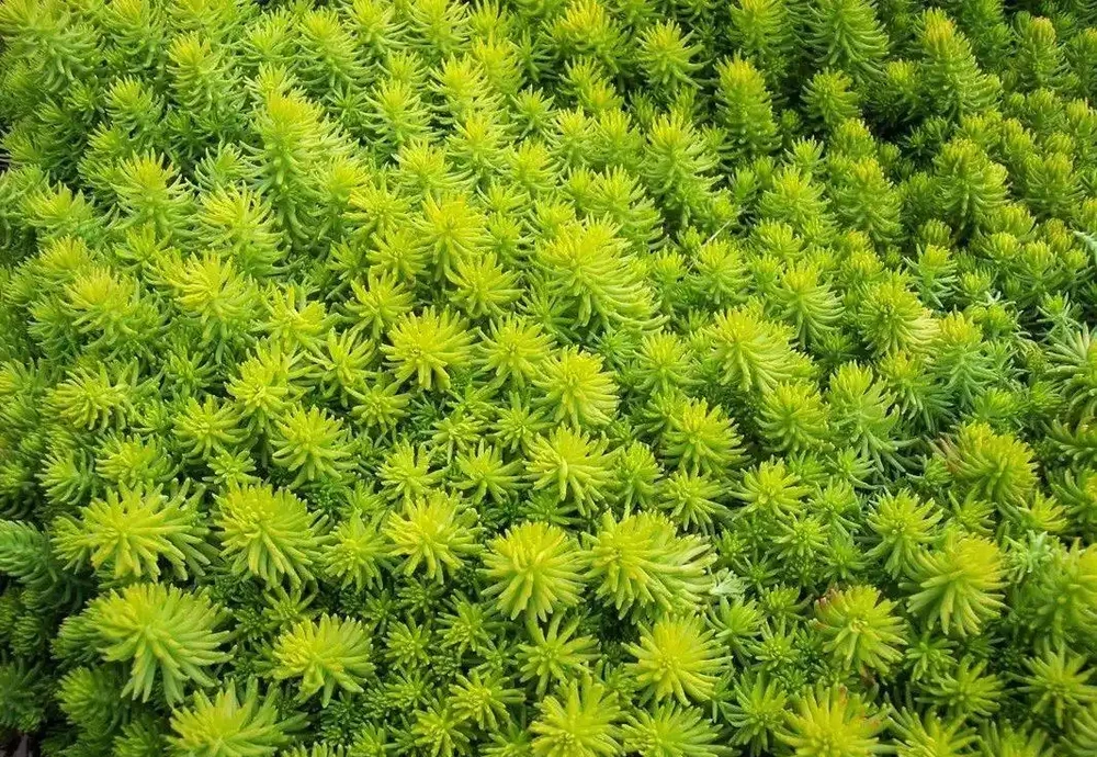7種適合種在庭院的開花植物,皮實耐養,夏秋季節花朵開得特別多