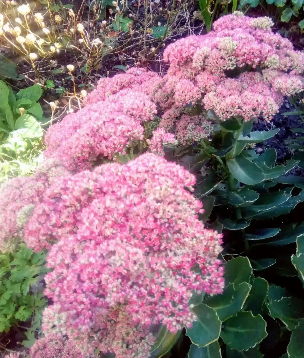 7種適合種在庭院的開花植物,皮實耐養,夏秋季節花朵開得特別多
