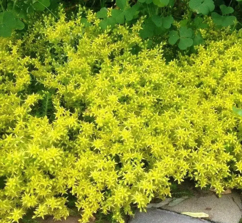 7種適合種在庭院的開花植物,皮實耐養,夏秋季節花朵開得特別多