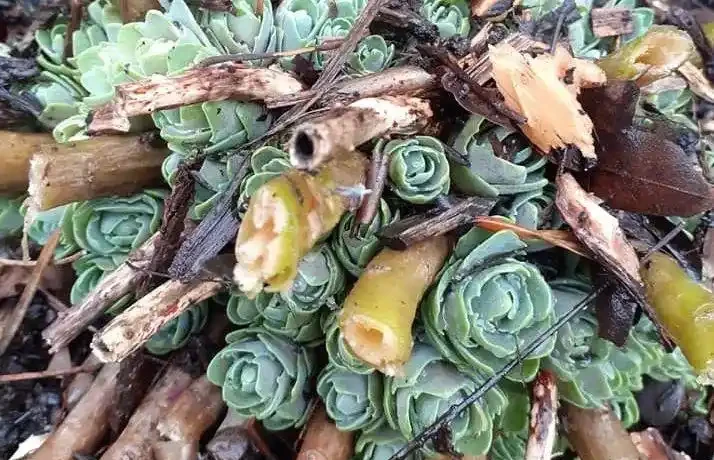 7種適合種在庭院的開花植物,皮實耐養,夏秋季節花朵開得特別多