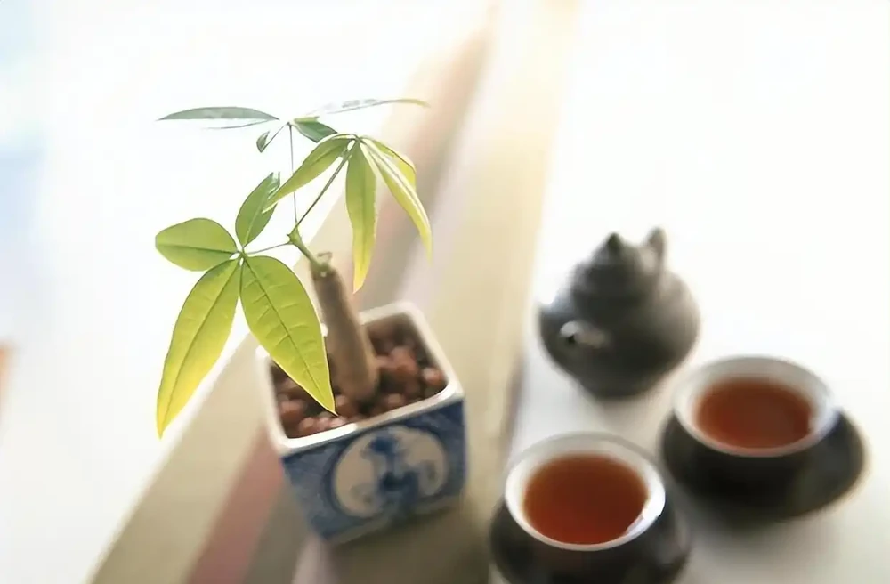 想在家裡養「發財樹」,擺放方位有「大講究」,可別不當一回事!