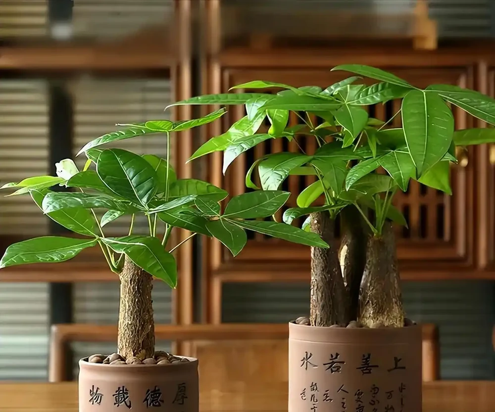 想在家裡養「發財樹」,擺放方位有「大講究」,可別不當一回事!