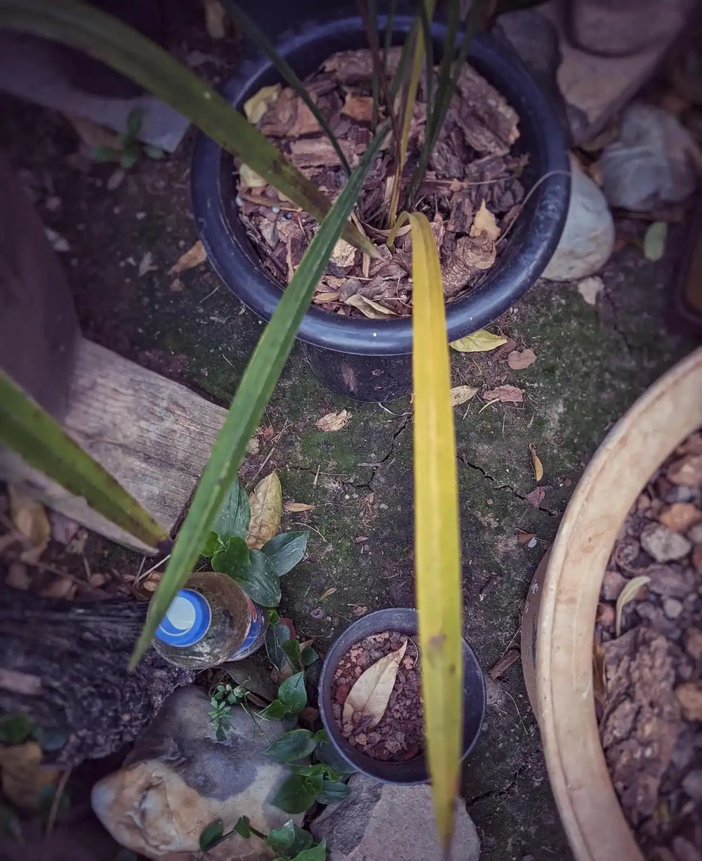 蘭花退草黃葉的不同情況和特徵,教你如何判斷是否退草?