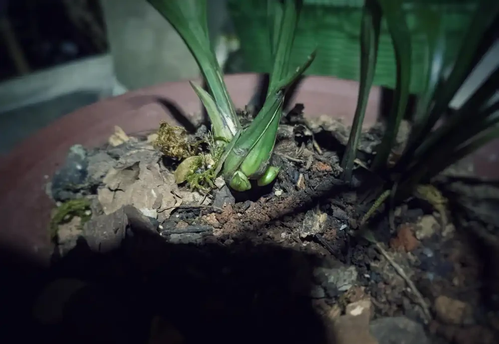 蘭花退草黃葉的不同情況和特徵,教你如何判斷是否退草?