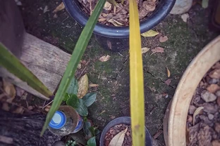 蘭花退草黃葉的不同情況和特徵，教你如何判斷是否退草？