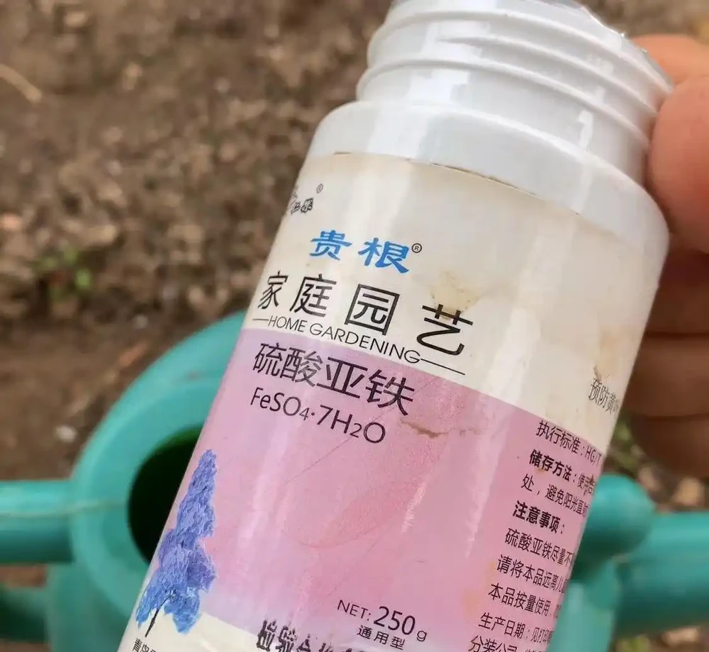 6種洋氣花,都是「大醋缸」,10天灌一杯,葉子油亮,開花極旺