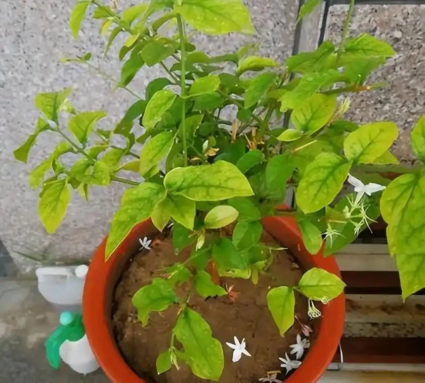 6種洋氣花,都是「大醋缸」,10天灌一杯,葉子油亮,開花極旺