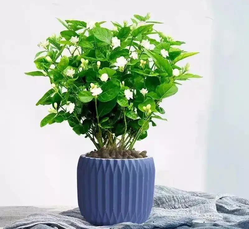 6種洋氣花,都是「大醋缸」,10天灌一杯,葉子油亮,開花極旺