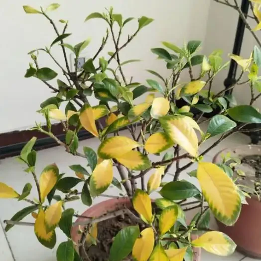 6種洋氣花,都是「大醋缸」,10天灌一杯,葉子油亮,開花極旺