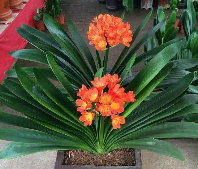 6種洋氣花,都是「大醋缸」,10天灌一杯,葉子油亮,開花極旺