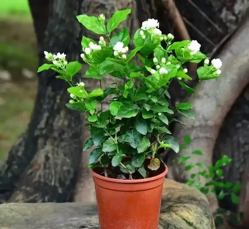 6種洋氣花，都是「大醋缸」，10天灌一杯，葉子油亮，開花極旺