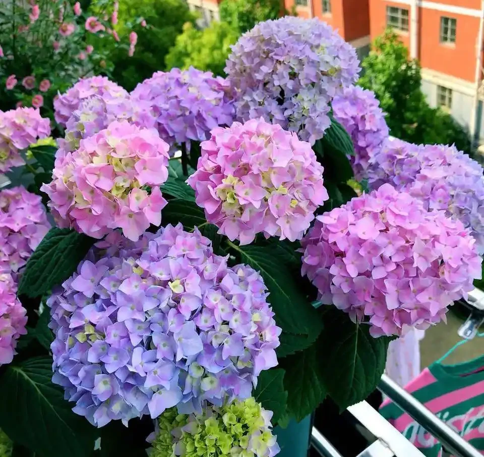 6種洋氣花,都是「大醋缸」,10天灌一杯,葉子油亮,開花極旺