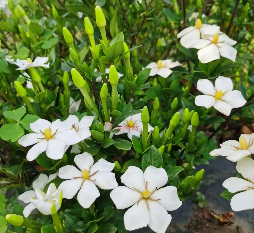 6種洋氣花,都是「大醋缸」,10天灌一杯,葉子油亮,開花極旺