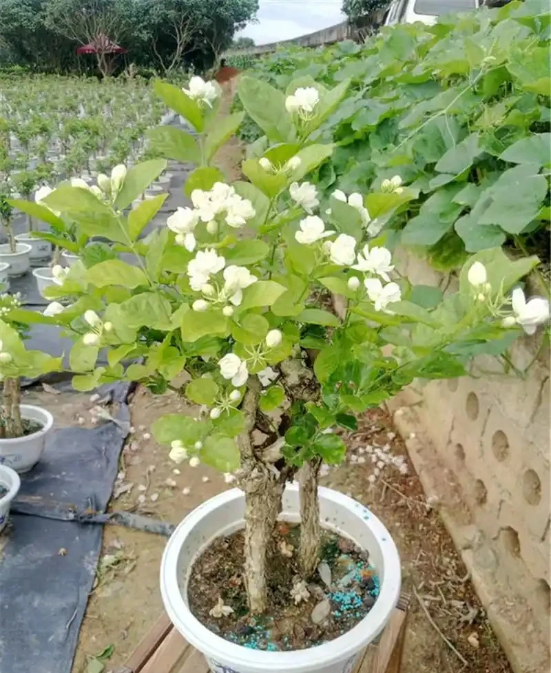 6種洋氣花,都是「大醋缸」,10天灌一杯,葉子油亮,開花極旺