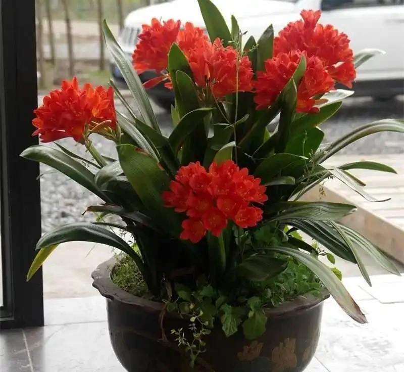 6種洋氣花,都是「大醋缸」,10天灌一杯,葉子油亮,開花極旺