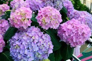 6種洋氣花，都是「大醋缸」，10天灌一杯，葉子油亮，開花極旺