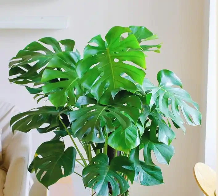 龜背芋怎麼養才能更旺盛?掌握龜背芋的養殖方法,輕鬆搞定