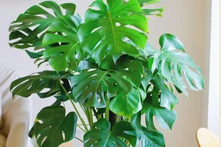 龜背芋怎麼養才能更旺盛？掌握龜背芋的養殖方法，輕鬆搞定